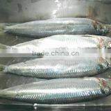 Sardine Multiple Layer Continuous Type Mesh Belt Dryer thumbnail-6