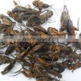 Animal Feed Top Quality Freeze-Dried Crickets Insects thumbnail-3