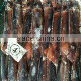 Frozen Stuff of Illex Squid thumbnail-1