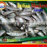 FROZEN W/R INDIAN MACKEREL thumbnail-5