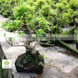 Ficus Microcarpa S Bonsai thumbnail-3