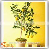 Wholesale Indoor Artificial Potted Decoration thumbnail-2