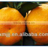 Mini Size Baby Juicy Orange thumbnail-4