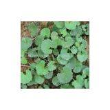 Gotu Kola Extract thumbnail-1