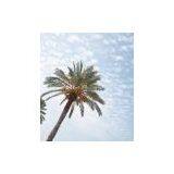 Palm Tree Tower thumbnail-3