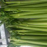 Fresh Celery thumbnail-3