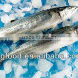 Bestquaility Frozen Fish (frozen Spanish Mackerel )big From Shidao thumbnail-1