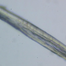 Simple Polarizing Microscope MP20 thumbnail-3