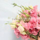 China Hotsell Fresh Cut Flower Eustoma Lisianthus thumbnail-5