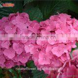 For Mother Day Natural Hydrangea Cheap Natural Hydrangea From Yunnan thumbnail-4