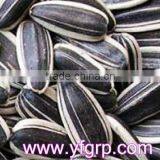 Yummy Food Company Supply Cheap Bulk Jumbo Sunflower Seeds thumbnail-1