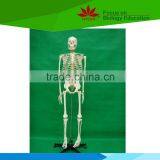 Direct factory supplied doctor teacher use life size 170cm whole body bone model