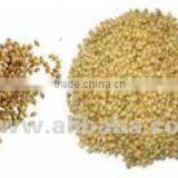 Coriander thumbnail-1