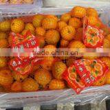 New Mandarin Orange thumbnail-1