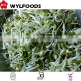 IQF frozen price for Soybean sprout green 2015 hot sales