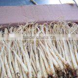 Fresh Ginseng