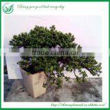 Natural Plants Bonsai Nursery thumbnail-4
