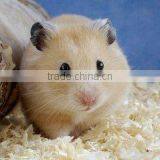 High Efficiency Wood Shaving Pellet Making Machine for Animal Bedding thumbnail-4