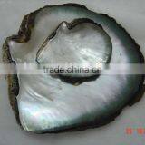 Blacklip Mother of Pearl (MOP) Shell Raw Shells
