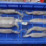 Squid Needle thumbnail-2