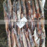 Under 150g Frozen Illex Squid for Sale thumbnail-4