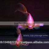 Butterfly Koi Fish For Sale / Aquarium Fish Export thumbnail-6