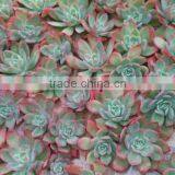Echeveria Ivy Decorative Plants Echeveria, Succulent Plants, Tropical Plants thumbnail-2