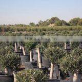 Finca Hermosa S.l. company overview - view 2 thumbnail