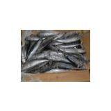 FROZEN INDIAN MACKEREL thumbnail-3