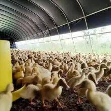 Black White Greenhouse Film Light Deprivation Poly Film Agriculture Blackouts Film thumbnail-3