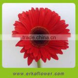 Wide varieties chrysanthemum flower on market