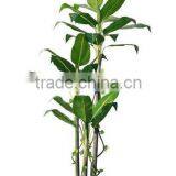 Artificial Banana Tree,paradise Bird Banana Tree,new Banana Tree in 2012 thumbnail-1