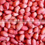 Red Skin Peanut kernel