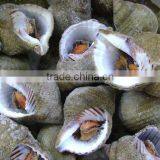 FROZEN WHELK WHOLE thumbnail-1