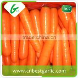 Fresh carrot price supplier