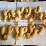 Fresh Ginger thumbnail-1