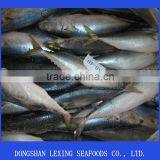 Frozen Fish Pacific Mackerel thumbnail-1