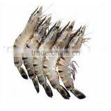 Black Tiger Prawn thumbnail-3