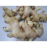 FRESH GINGER Ms Cindy, Website: Hoaimy.s35, Whatsapp: +84 868 704 600) thumbnail-1
