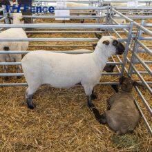 Sanitary Solid Sheep Panel: Impermeable Barrier Prevents Parasite Harborage for Improved Flock Health Management thumbnail-1