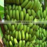 Fresh Cavendish banana new crop 2015- 7 Kg