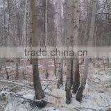 Bed Slats LVL Pine or Wirch Wood thumbnail-1