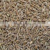 Fresh Singapore Quality Cumin Seed