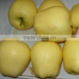 Golden Delicious Apple 20kg Ctn
