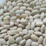 White Kidney Bean For Sale
