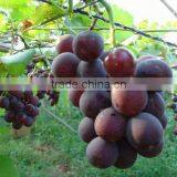 Fresh Flame Grapes thumbnail-1