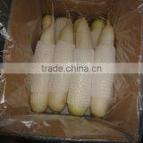 Fresh Vegetable White Raidsh thumbnail-1