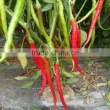 F1 hybrid early maturity strong disease resistance very spicy long and thin hot pepper seeds