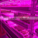 Cheap T8 20w Led Grow Tube for Vertical Seeding Tissue Culture thumbnail-2