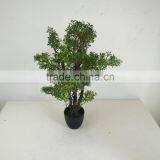 Small Bonsai Tree Wholesale thumbnail-3